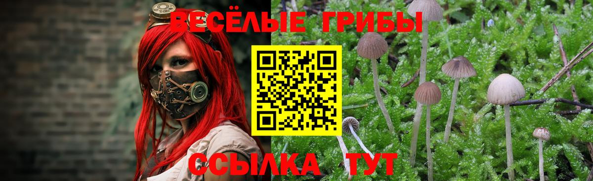 Галлюциногенные грибы мицелий  Вход с VPN  Коломна  Галлюциногенные грибы Cubensis 